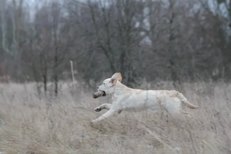 Фото Золотистий ретривер дівчинка щеня для зйомок