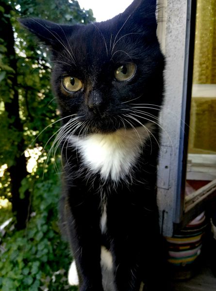 Фото Супер няшный дворовой кот для рекламы