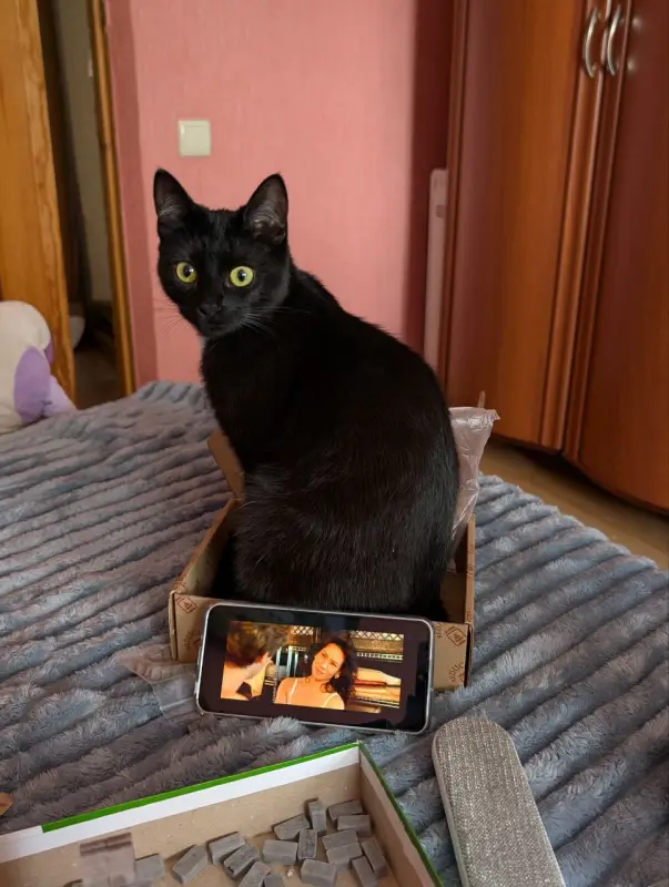 Фото Кішка для зйомок фото-відео реклами