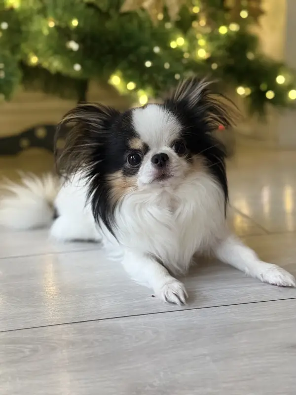 Фото Маленька, карликова, эксклюзивна, вухата чіхуа.