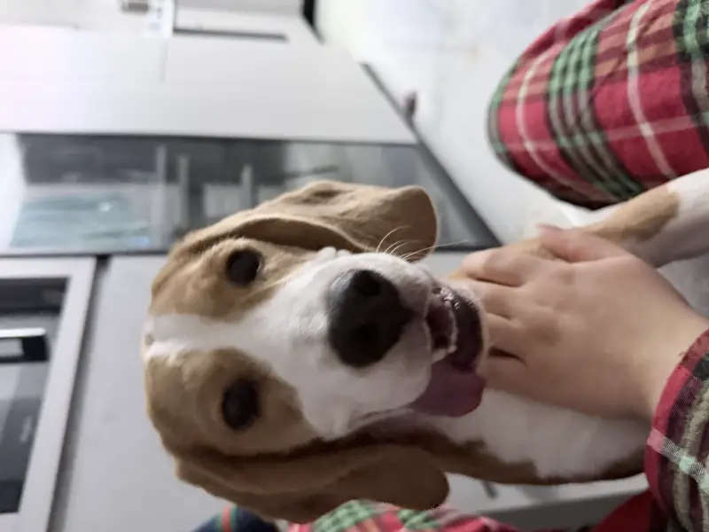 Фото Дівчинка Бігль