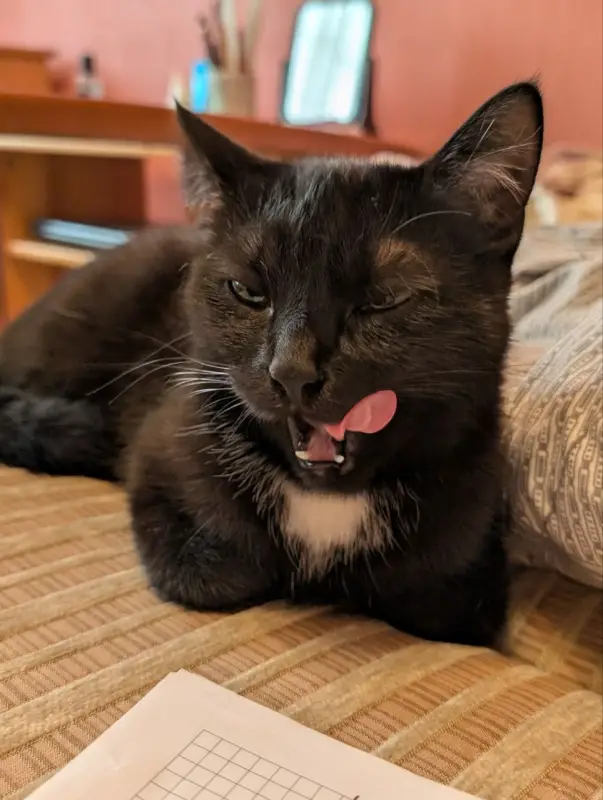 Фото Кішка для зйомок фото-відео реклами