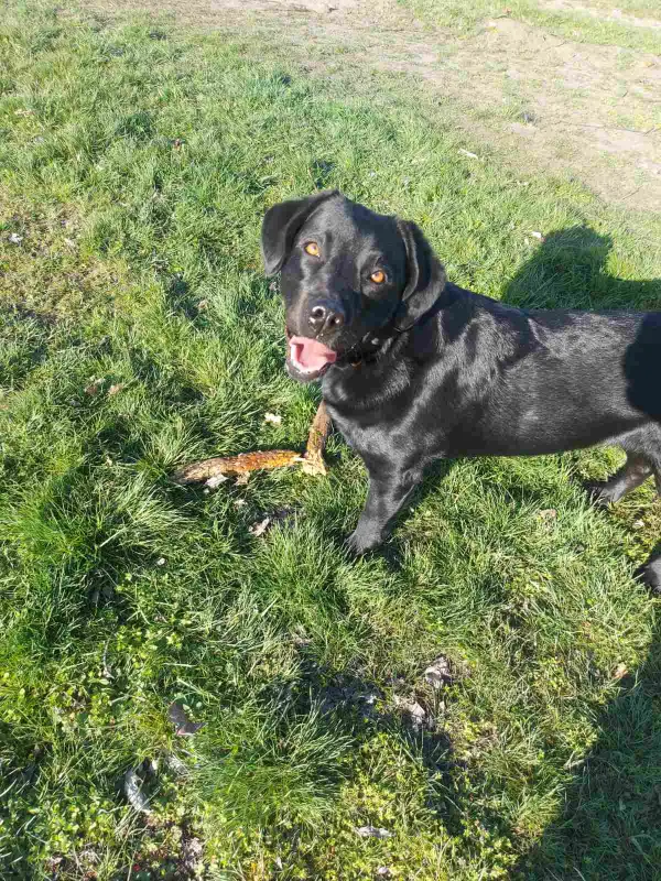 Фото Лабрадор для зйомки (фото/відео, реклама..)