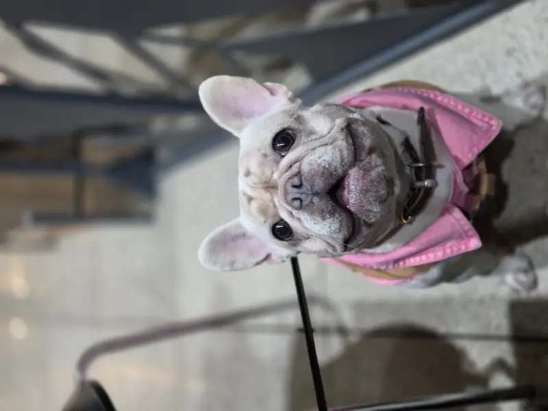 Фото Французький бульдог Еммі, окрас крем.