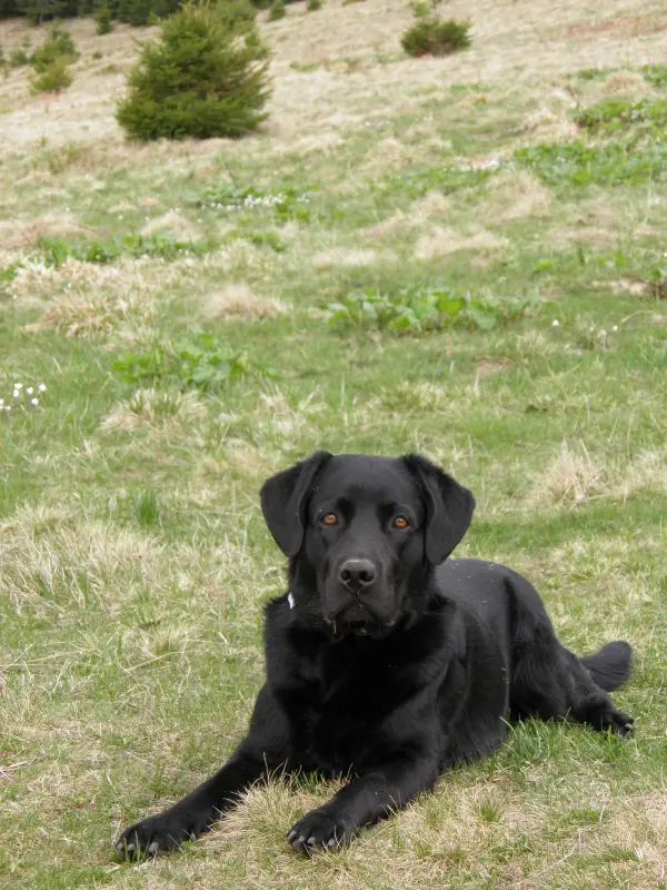Фото Лабрадор для зйомки (фото/відео, реклама..)