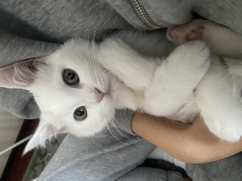 Фото Котик Рокі, для реклам та зйомок