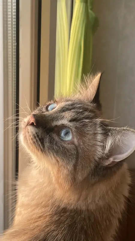 Фото Котики для реклами відео/фото