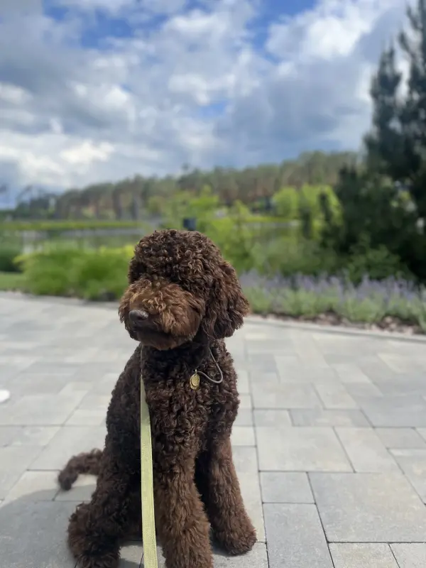 Фото Королівський Пудель для зйомок