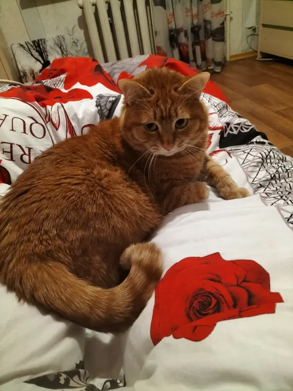 Фото Кіт для реклами