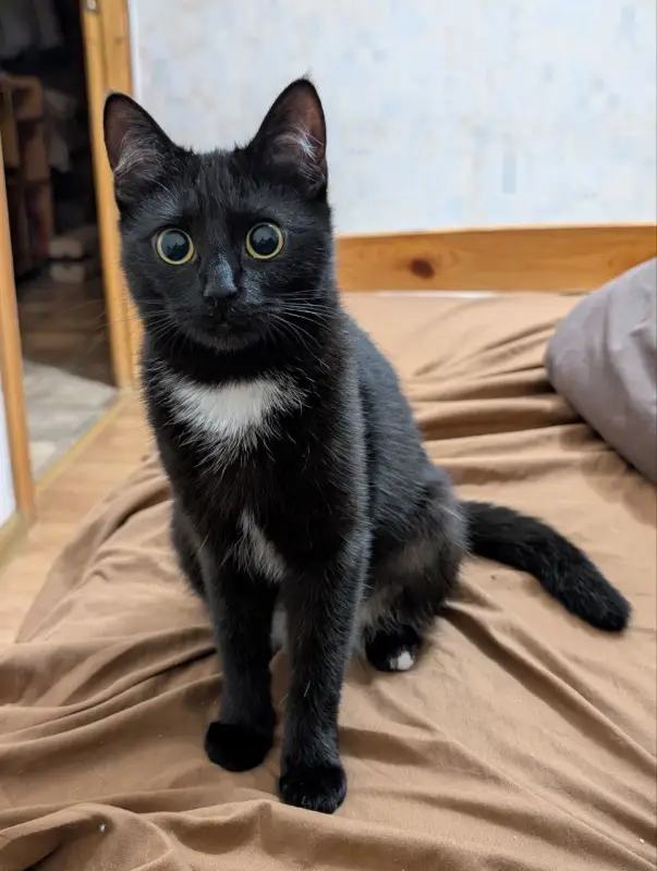 Фото Кішка для зйомок фото-відео реклами