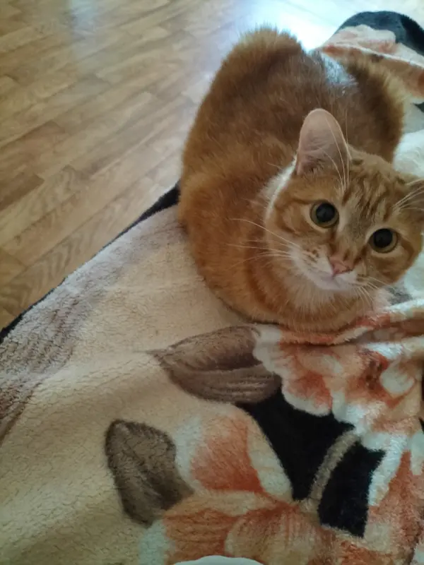 Фото Кіт для реклами