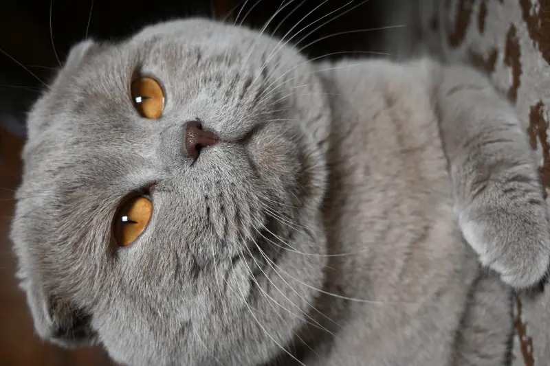 Фото Шпіц Мей та шотландський вісловухий для зйомок