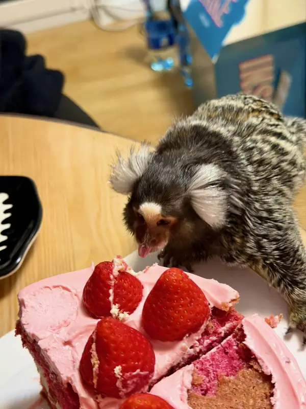 Фото Для зйомок та реклами