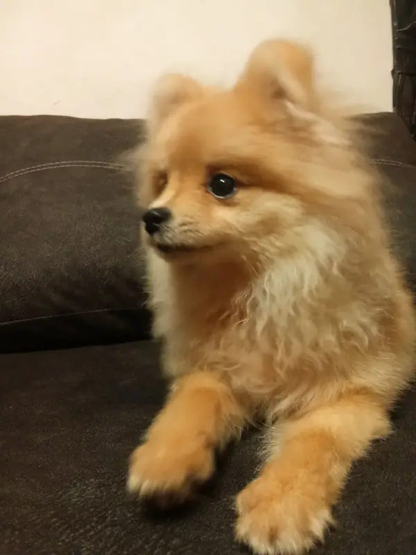 Фото Маленький шпіц Міккі для фото/відео/рекламних зйомок