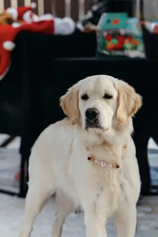Фото Золотистий ретривер дівчинка щеня для зйомок