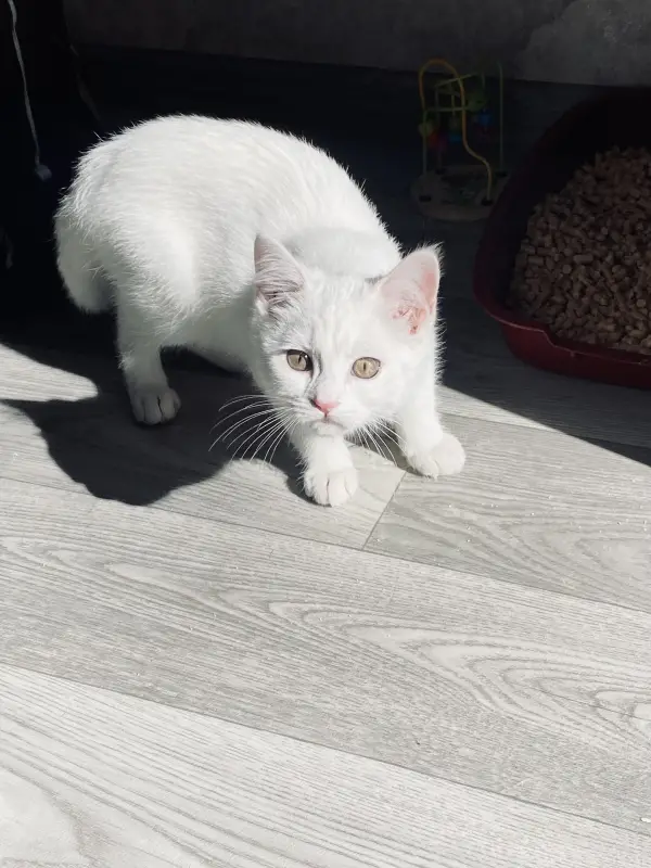 Фото Котик Рокі, для реклам та зйомок