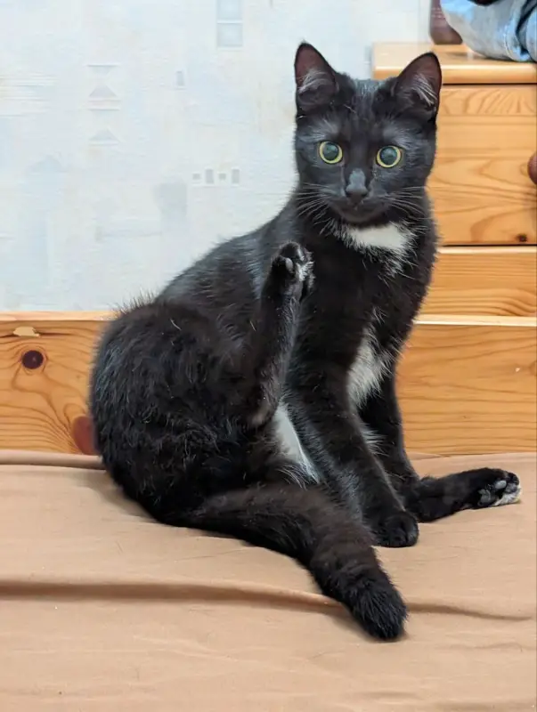 Фото Кішка для зйомок фото-відео реклами