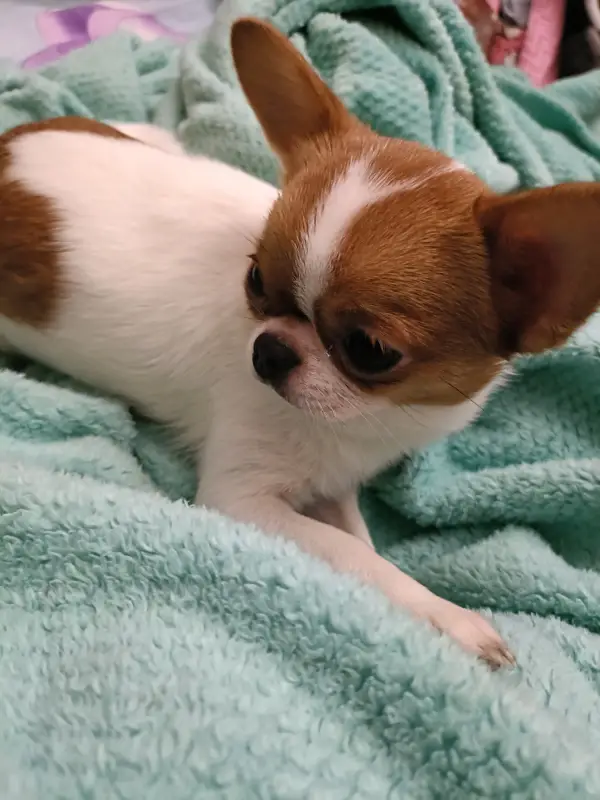 Фото Мини Чихуахуа смешная активная