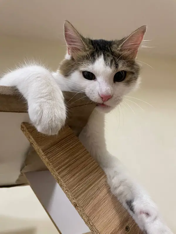 Фото Кіт Тімур Модель для реклами