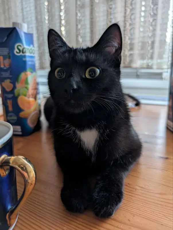 Фото Кішка для зйомок фото-відео реклами