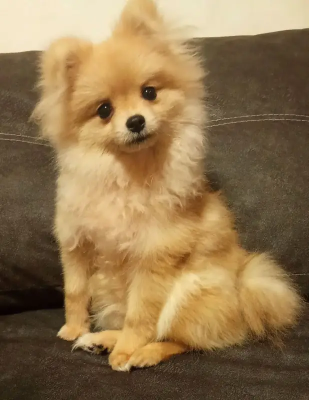 Фото Маленький шпіц Міккі для фото/відео/рекламних зйомок