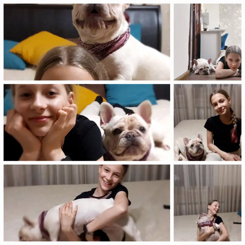 Фото Французький бульдог Еммі, окрас крем.