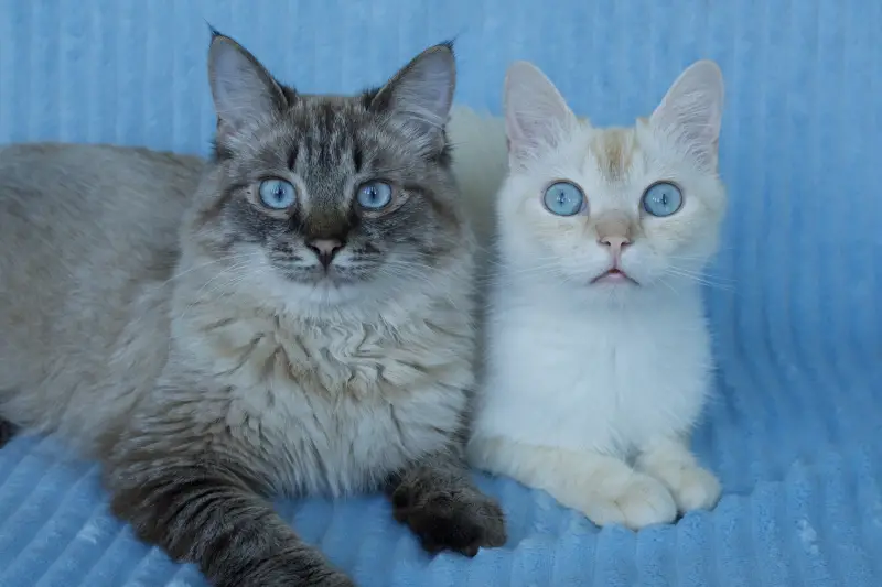 Фото Котики для реклами відео/фото