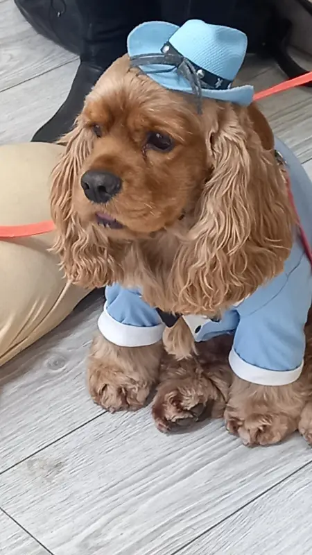 Фото Американський кокер-спаніель ТРЮФАЛЬДІНО, 2 роки