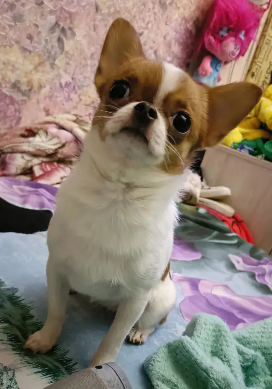 Фото Мини Чихуахуа смешная активная