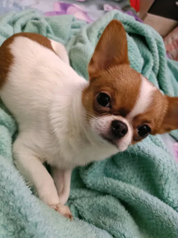 Фото Мини Чихуахуа смешная активная