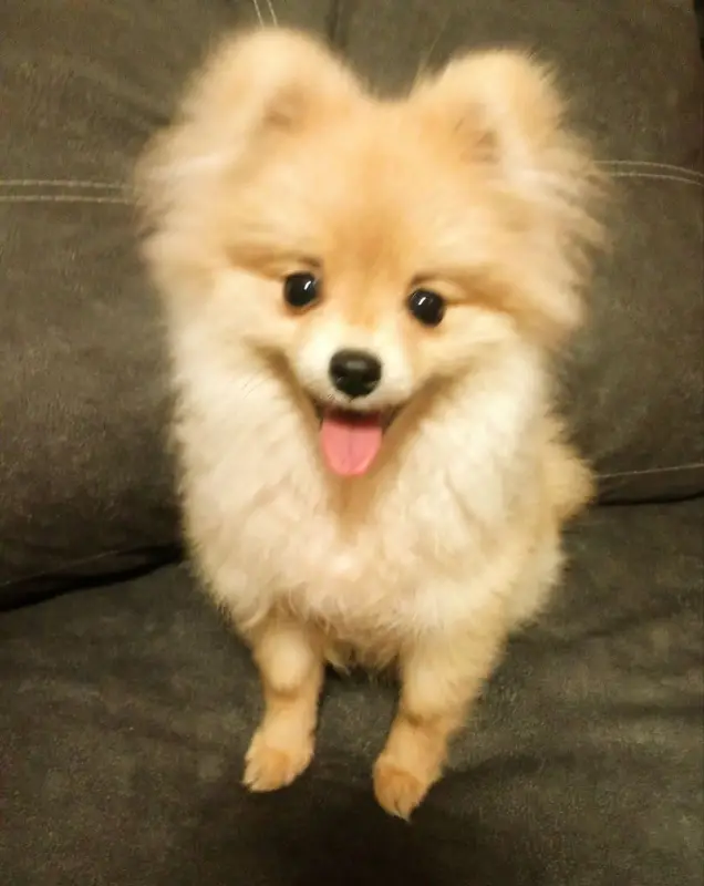 Фото Маленький шпіц Міккі для фото/відео/рекламних зйомок