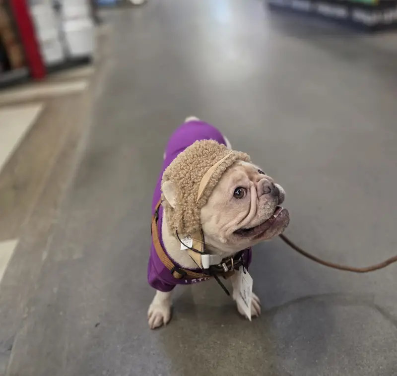 Фото Французький бульдог Еммі, окрас крем.