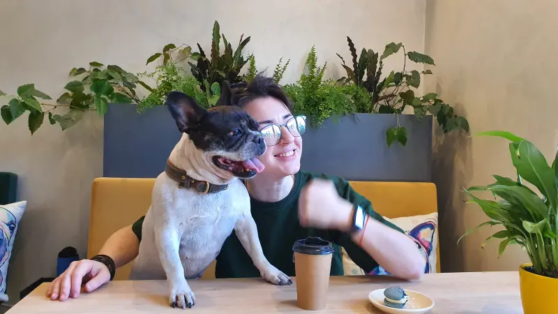 Фото Песик французький бульдог 