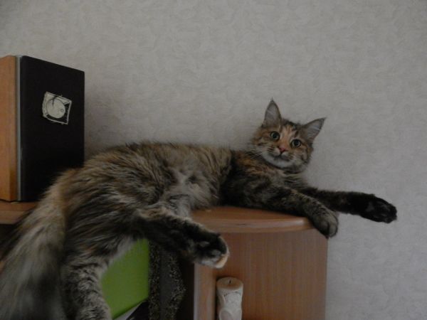Фото кошка для рекламы