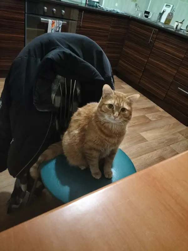 Фото Кіт для реклами