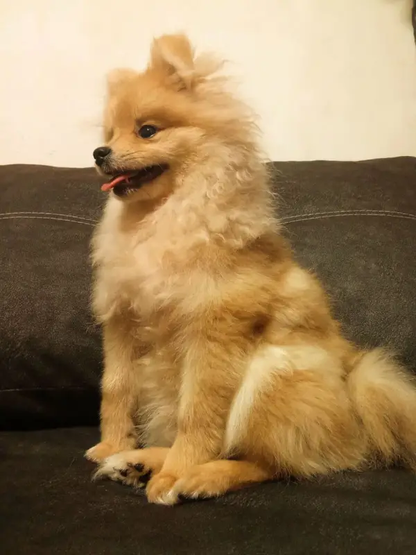 Фото Маленький шпіц Міккі для фото/відео/рекламних зйомок