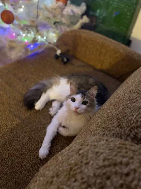 Фото Кіт Тімур Модель для реклами