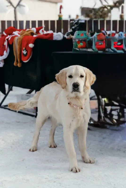 Фото Золотистий ретривер дівчинка щеня для зйомок