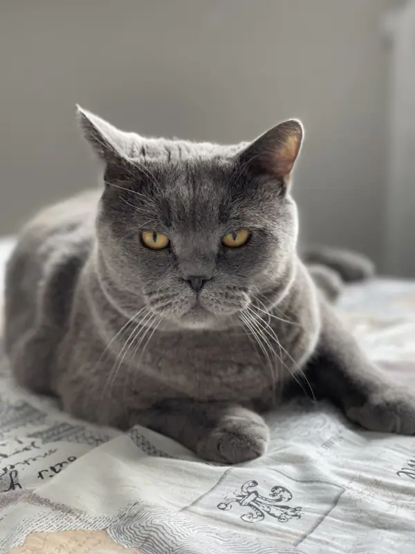 Фото Кіт-британець для фото/відеозйомок