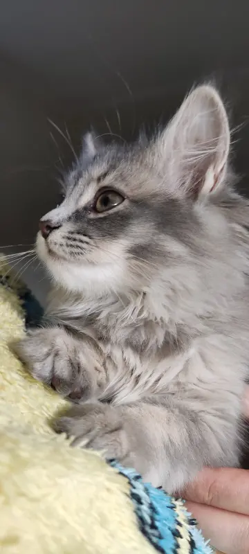 Фото Неймовірне кошеня на ім\'я Кітті