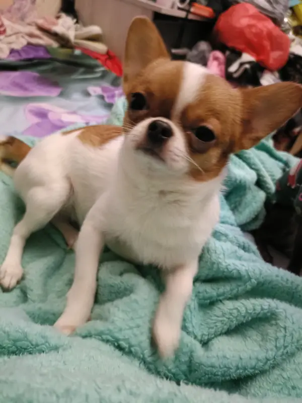 Фото Мини Чихуахуа смешная активная