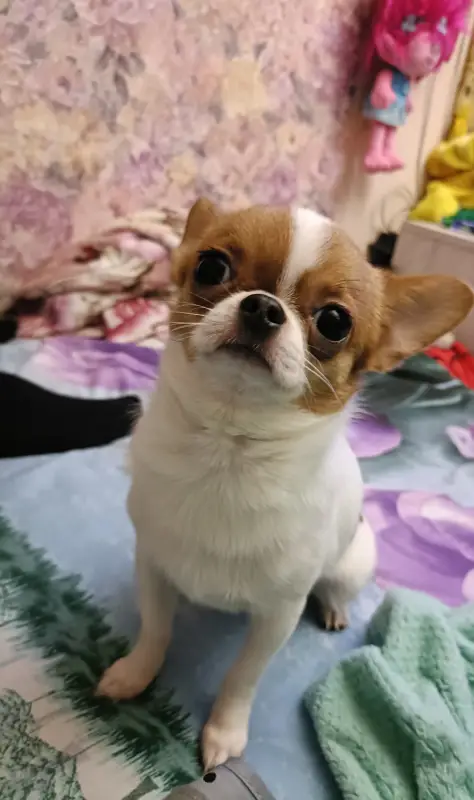 Фото Мини Чихуахуа смешная активная