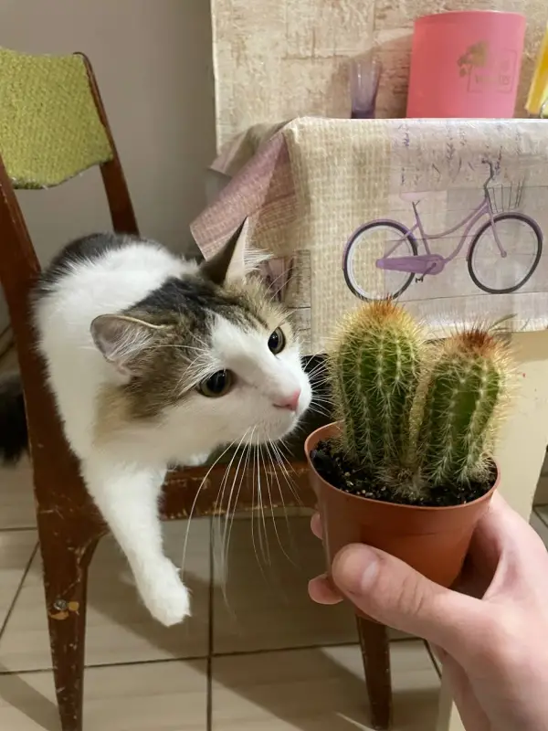 Фото Кіт Тімур Модель для реклами