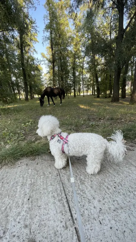 Фото Адель, порода Бішон Фрізе, дівчинка 2,5 року, для фото-відео-рекламних зйомок