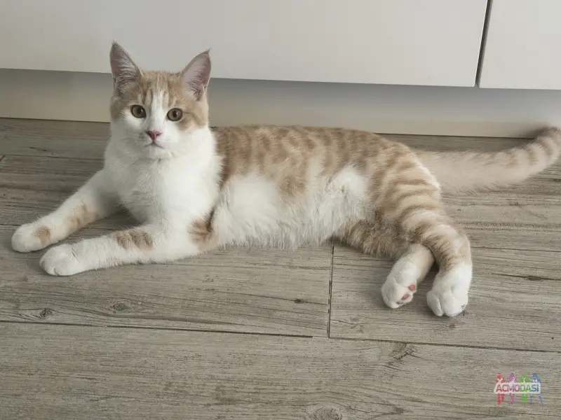 Фото Кіт для зйомок