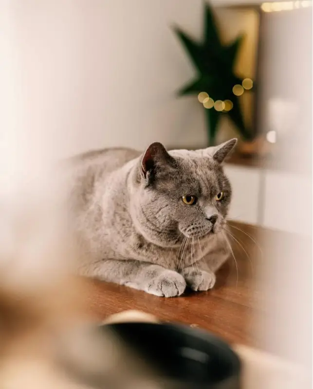 Фото Кіт-британець для фото/відеозйомок