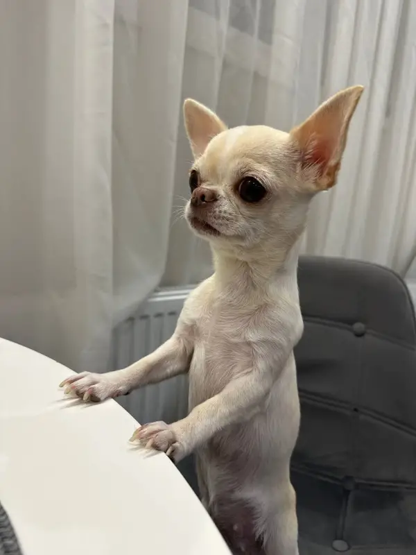 Фото Єва, 5 років для фото-відео зйомок реклами