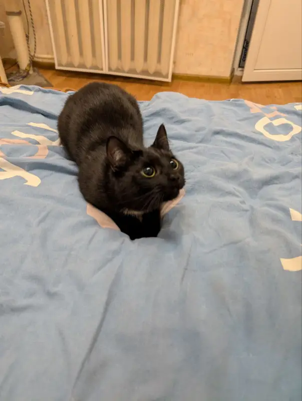 Фото Кішка для зйомок фото-відео реклами