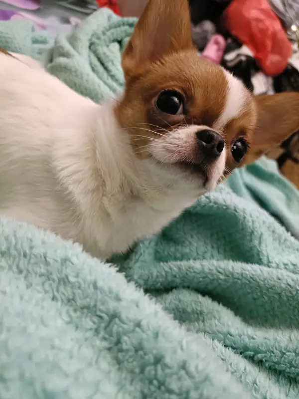 Фото Мини Чихуахуа смешная активная