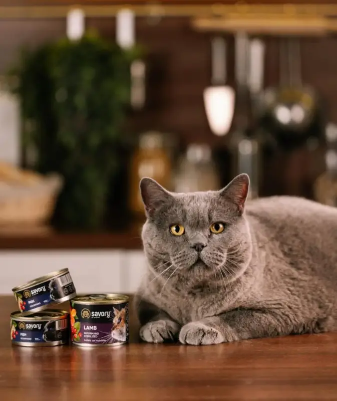 Фото Кіт-британець для фото/відеозйомок